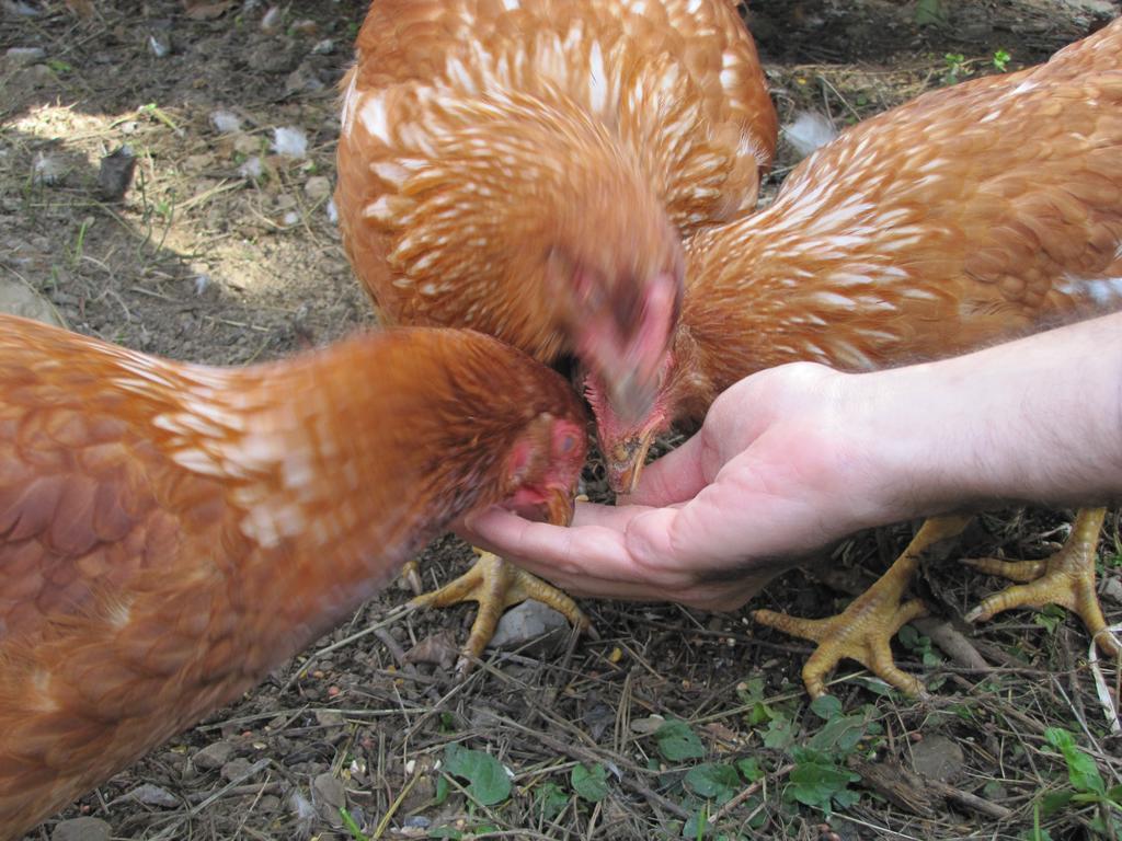 Agriturismo La Fontaccia 루피나 외부 사진